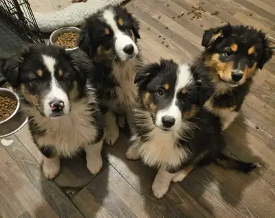 Australian Shepherd Puppies, View more