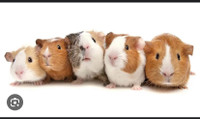 **Looking**  for female Guinea pigs 