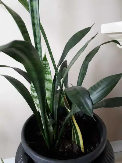 snake plant , View more