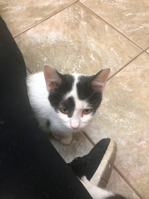 ADOPT ME! 3 beautiful kittens looking for their forever homes Cats & Kittens for Rehoming