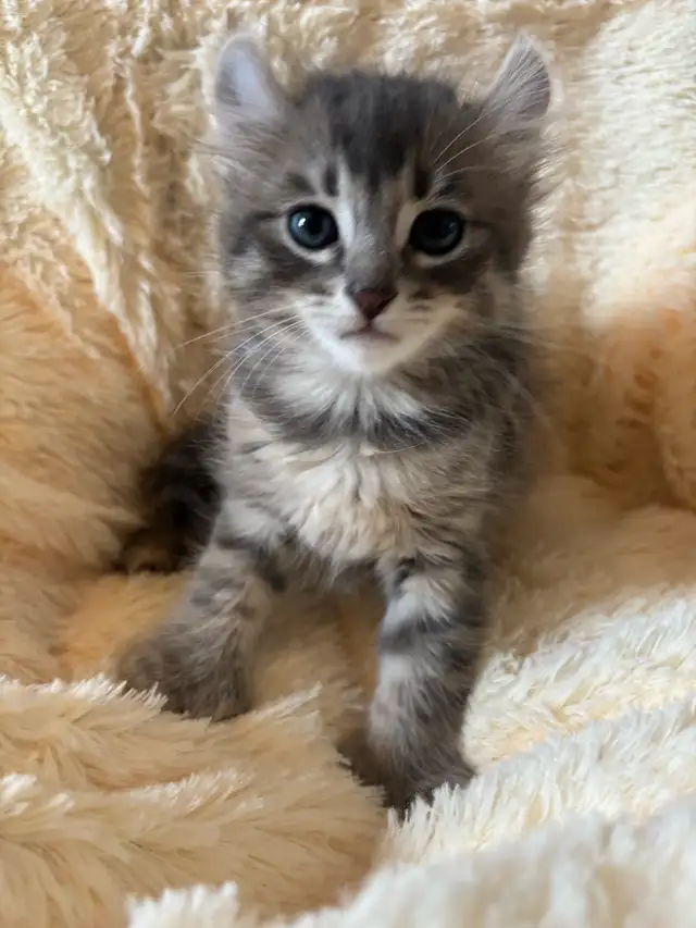Exotic Highland Lynx in Cats & Kittens for Rehoming in New Glasgow - Image 5