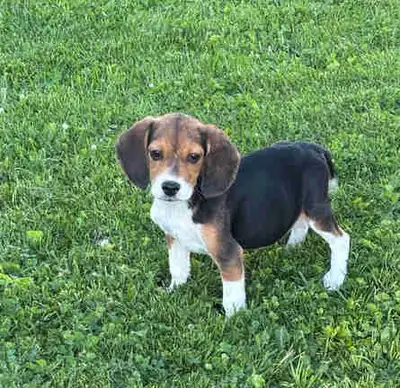Beagle Puppies, View more