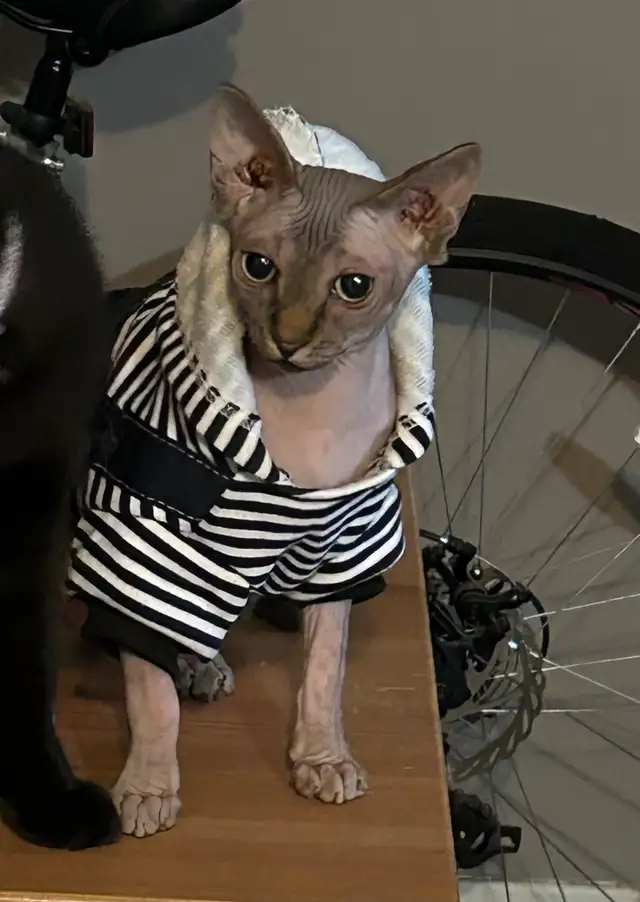  sphynx.. in Small Animals for Rehoming in Sherbrooke - Image 2