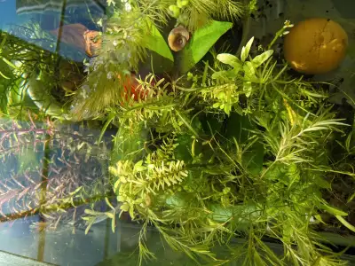 1:4 (males:females) Guppy breeding set (5 fish), View more