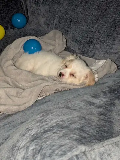 2 month old, Maltese Shitzu for rehoming, View more