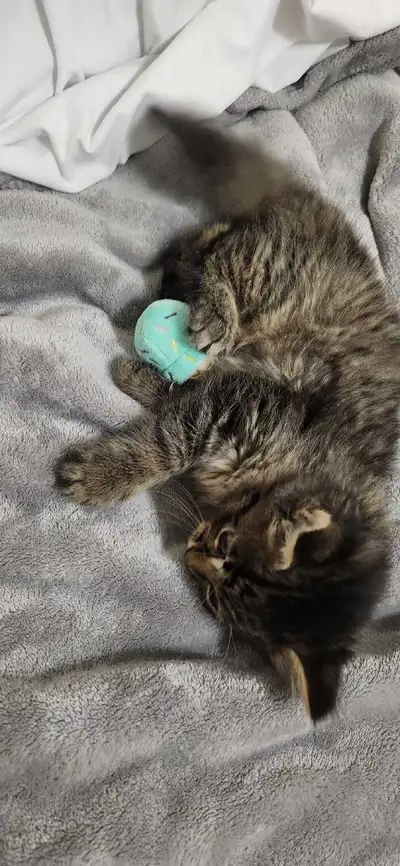 kitten for sale, View more