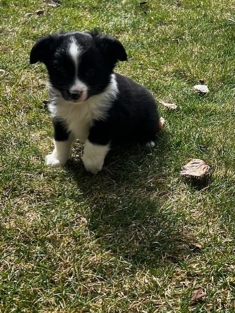 Stunning & Smart ASDR Miniature Australian Shepherd Pups in Dogs & Puppies for Rehoming in Burnaby/New Westminster - Image 2