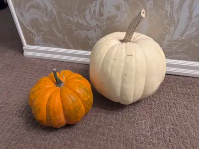 free pumpkins , View more
