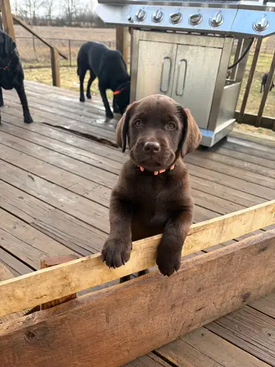 Labrador Retriever Puppies, View more