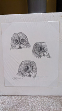 Great Gray Owl Study by Nigel Shaw