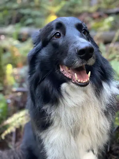 Rough collie for rehoming, View more