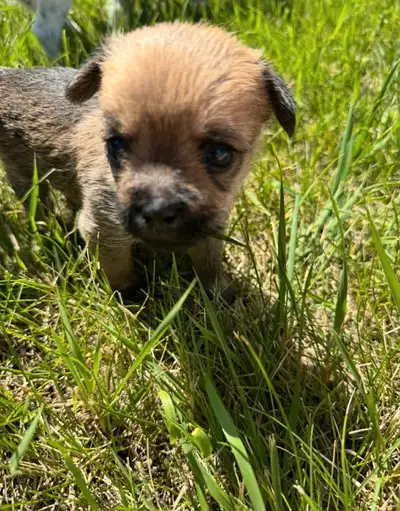 PUPPIES FOR SALE 
DUE FOR SALE AUGUST 1ST , View more