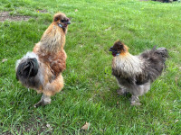 Silky Roosters