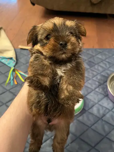Yorkie Puppies For Sale 2 LEFT, View more