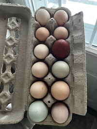 BYM Hatching eggs