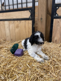 Standard Poodle