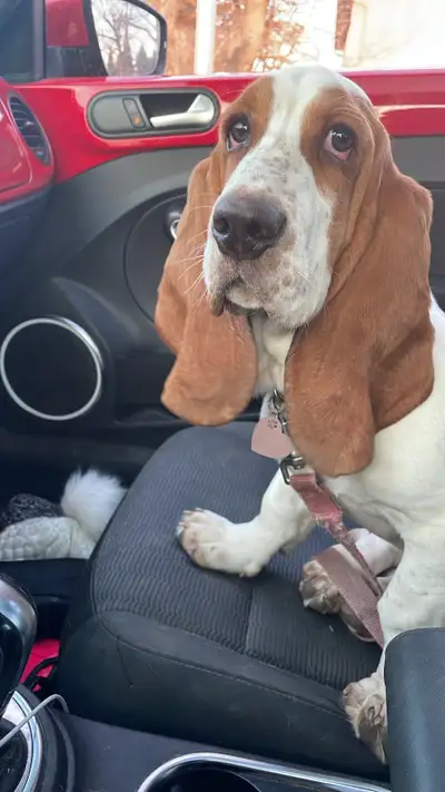 looking for basset hound make, View more