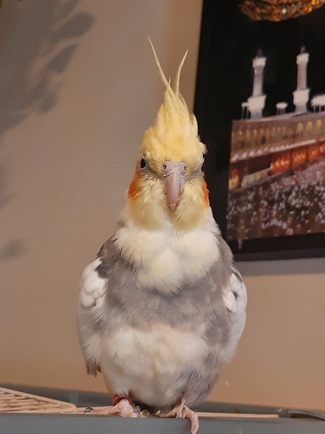 2 male cockatiels in Birds for Rehoming in Calgary - Image 4