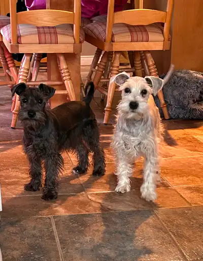Femelles schnauzer nain, prêtes à partir dès maintenant.Elles ont reçu tous leurs vaccins de base ai...