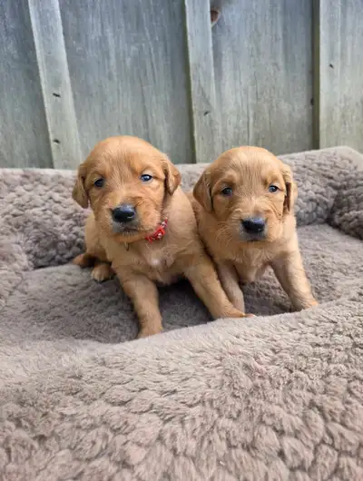 Purebred Registered Red golden retriever puppies, View more