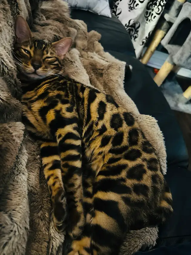 chat bengal in Cats & Kittens for Rehoming in Québec City - Image 7