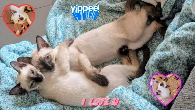 ♀️♂️ Vite Vite! Super Spécial Fêtes Des Pères ✴️ ♥️Magnifiques Chatons Siamois Disponibles maintenan...