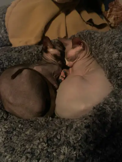 Bonjour j’ai deux femelle sphinx à vendre une noir de 3 ans dégriffé et pas opérer et j’en ws un cou...
