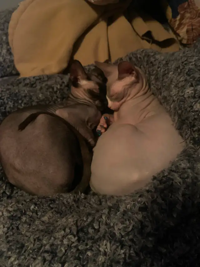 Deux femelles sphinx à vendre in Cats & Kittens for Rehoming in Laurentides - Image 2
