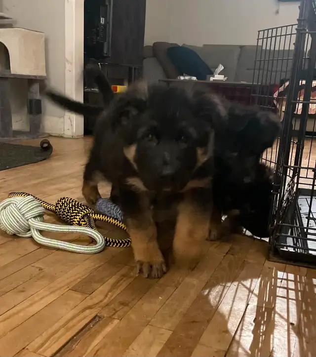 German Shepherds Puppies Berger Allemand Chiots in Dogs & Puppies for Rehoming in Longueuil / South Shore - Image 7