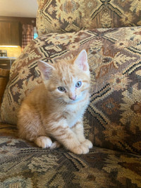 Cute cuddly male kitten looking for new home