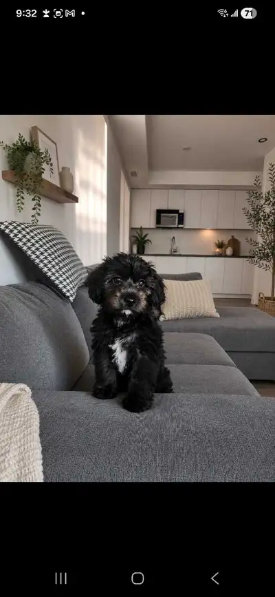 Last Healthy male Yorkiepoo, View more
