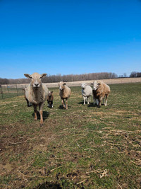 Katahdin sheep for sale 