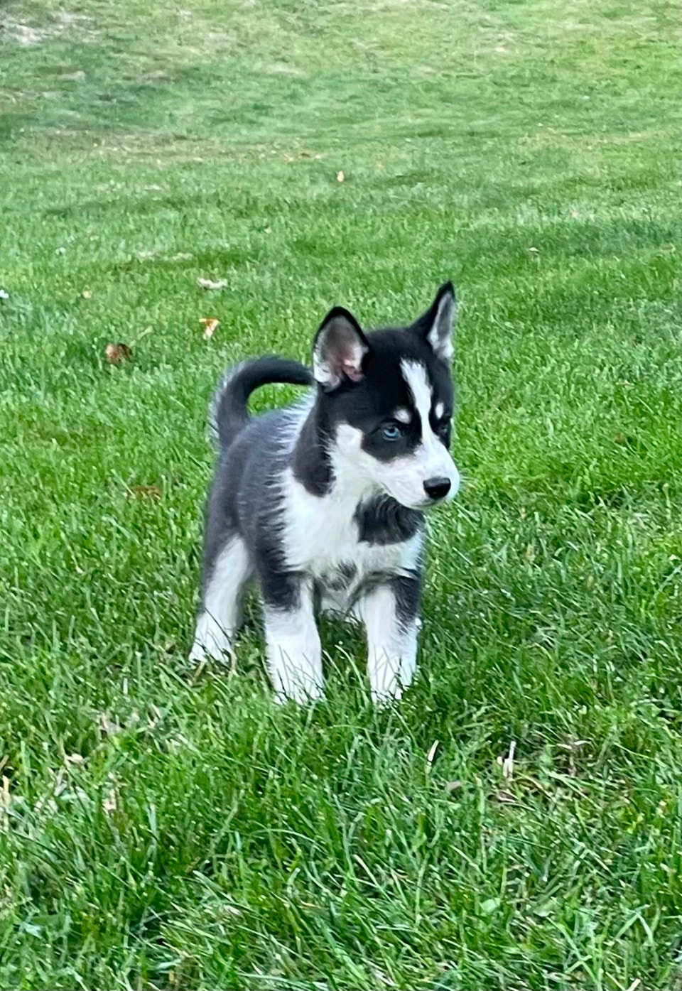 2-F3 Pomsky Puppies | Dogs & Puppies for Rehoming | Calgary | Free ...