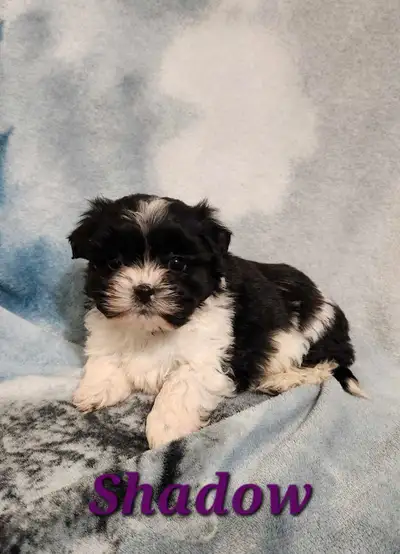 We have 2 sweet little pups available. They are perfectly healthy. They have had their first vet che...