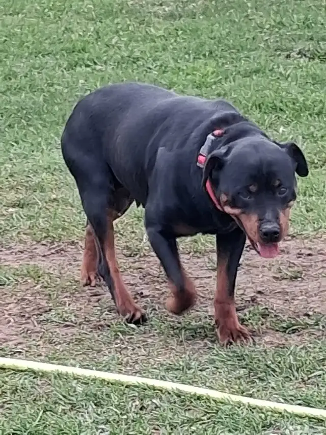 Rottweiler in Dogs & Puppies for Rehoming in Owen Sound - Image 5