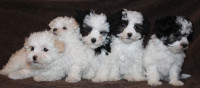 Adorable Maltese X puppies