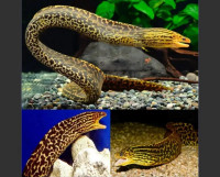 Tiger Moray Eel for rehoming