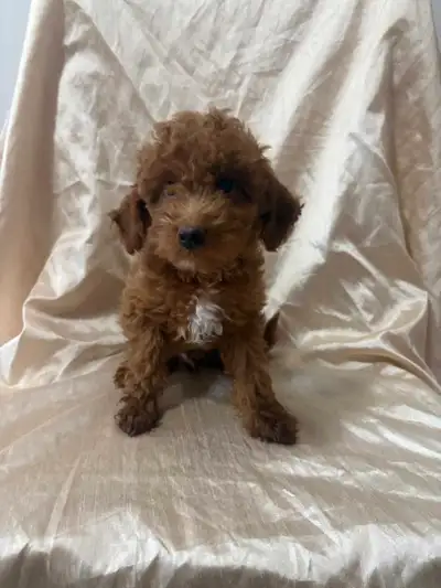Male Mini Maltipoo Red colour 9 weeks old. Vaccinated and dewormed. Hyperallergenic and non shedding...