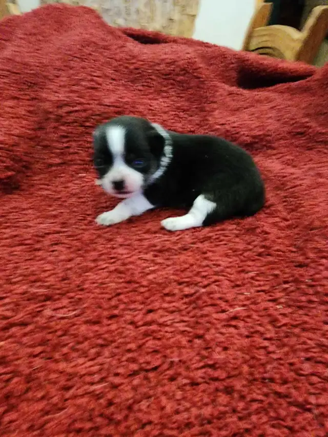 Chihuahua gorgeous puppies from Reputable Breeder in Dogs & Puppies for Rehoming in Ottawa - Image 3