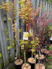 Coral Bark Maple 