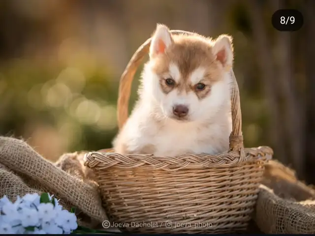 Chiots Husky Sibérien in Dogs & Puppies for Rehoming in Longueuil / South Shore - Image 6