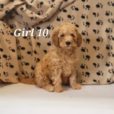 These puppies are now ready for your home! There are now only one male and one female available, and...