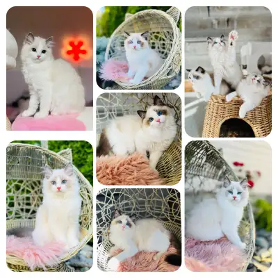 Chatons Ragdoll & Scottish ❤️pure race ❤️mâles et femelles, View more