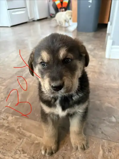 puppies for sale, View more