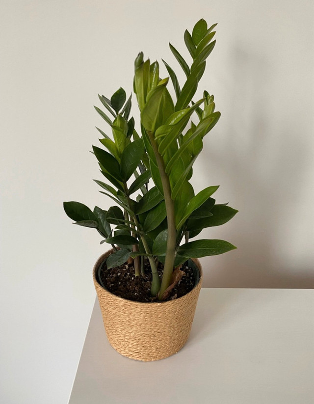 Plante zz plant dans Plantes, engrais et terreaux  à Longueuil/Rive Sud - Image 2