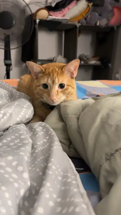  Orange Male Cat Looking for a Loving Forever Home , View more