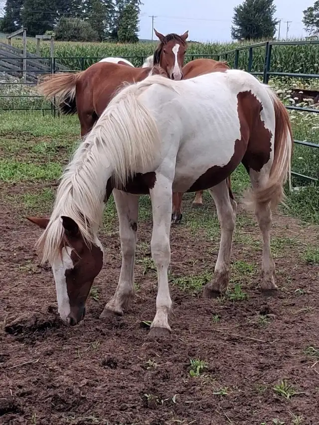 16 month old percheron paint cross filly. in Horses & Ponies for Rehoming in Owen Sound - Image 4
