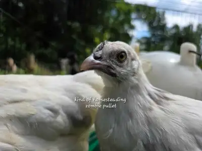 Zombie Pullets, View more