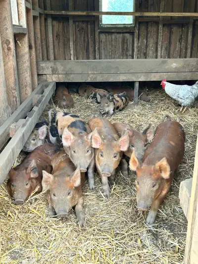 Piglets - Ready to go!, View more