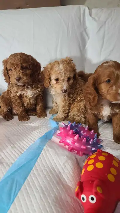 Miniature Apricot Cockapoo puppies, rare blue eyes, View more